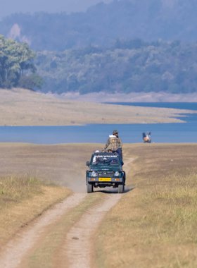 Jim Corbett, Uttarakhand, Hindistan - Şubat 04 2024: Corbett Ulusal Parkı 'ndaki Dhikala bölgesinin çayırlarında çalışan Safari cipi.