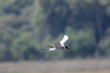 Nehir kıyısı (Sterna aurantia) Jim Corbett 'in ram ganga nehrinde balık tutuyor..