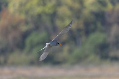 Nehir kıyısı (Sterna aurantia) Jim Corbett 'in ram ganga nehrinde balık tutuyor..