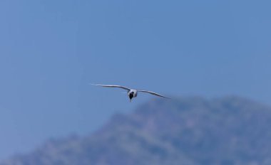 Nehir kıyısı (Sterna aurantia) Jim Corbett 'in ram ganga nehrinde balık tutuyor..