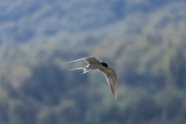 Nehir kıyısı (Sterna aurantia) Jim Corbett 'in ram ganga nehrinde balık tutuyor..