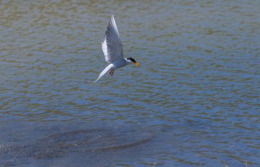 Nehir kıyısı (Sterna aurantia) Jim Corbett 'in ram ganga nehrinde balık tutuyor..