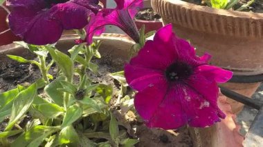 Güzel mor çiçeklere yakın çekim