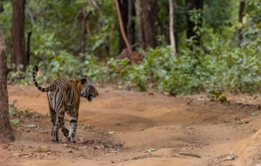 Dişi kaplan (Panthera tigris) orman yolunda bandhavgarh ormanının doğal yeşil arka planıyla yürüyor.