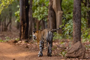 Dişi kaplan (Panthera tigris) orman yolunda bandhavgarh ormanının doğal yeşil arka planıyla yürüyor.