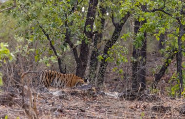 Dişi kaplan (Panthera tigris) orman yolunda bandhavgarh ormanının doğal yeşil arka planıyla yürüyor.