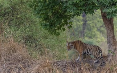 Erkek kaplan (Panthera tigris) Bandhavgarh ormanının doğal yeşil arka planıyla orman yolunda yürüyor.