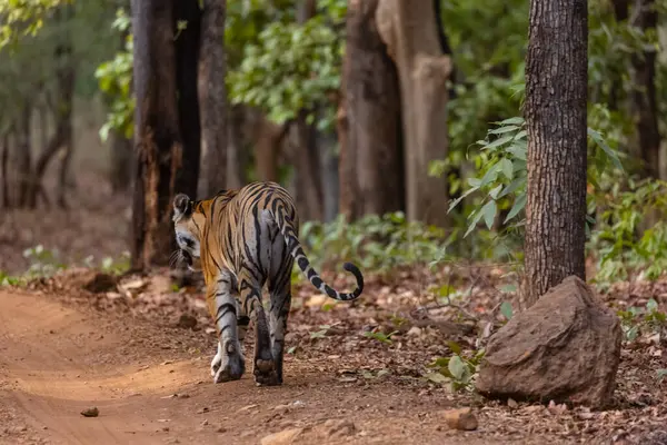 Dişi kaplan (Panthera tigris) orman yolunda bandhavgarh ormanının doğal yeşil arka planıyla yürüyor.