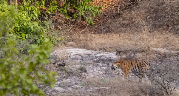 Dişi kaplan (Panthera tigris) orman yolunda bandhavgarh ormanının doğal yeşil arka planıyla yürüyor.