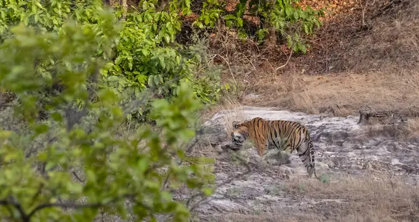 Dişi kaplan (Panthera tigris) orman yolunda bandhavgarh ormanının doğal yeşil arka planıyla yürüyor.