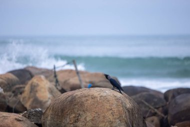 Sahilin yakınındaki kayalıklarda bir kuşun yakın çekimi.
