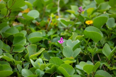 Bahçedeki güzel çiçekler