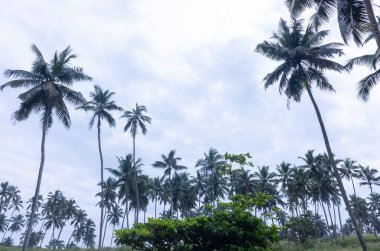 Plaj manzarası, deniz dalgaları ve hindistan cevizi ağaçlarıyla güzel bir sahil manzarası. Doğa manzarası.