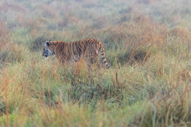 Tehlikeli bengal kaplanı vahşi doğada 