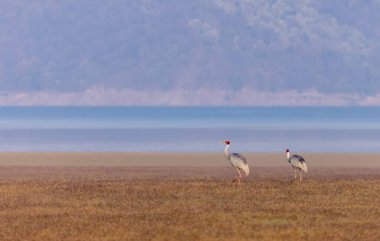 Göl kenarındaki tarlada kızıl turna sesleri duydum. 