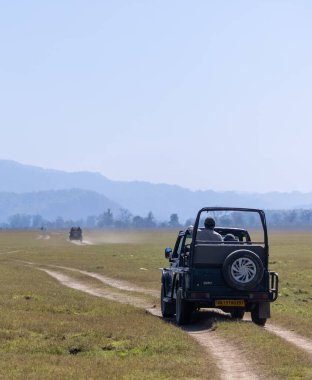 Jim Corbett, Uttarakhand, Hindistan - 09 Nisan 2023: Corbett Milli Parkı 'ndaki Dhikala bölgesinin çayırlarında çalışan Safari cipi.