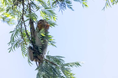 Gündüz vakti vahşi doğada beyaz kuyruklu makaklar. 