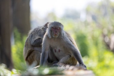 Gündüz vakti vahşi doğada beyaz kuyruklu makaklar. 