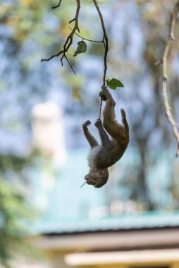 Gündüz vakti vahşi doğada beyaz kuyruklu makaklar. 