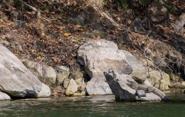 Taşın üzerindeki timsah, ağaçlar ve nehirle kaplı güzel bir manzara.