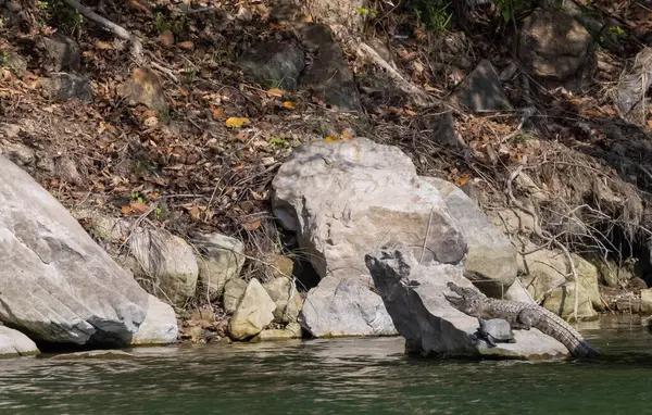 Taşın üzerindeki timsah, ağaçlar ve nehirle kaplı güzel bir manzara.