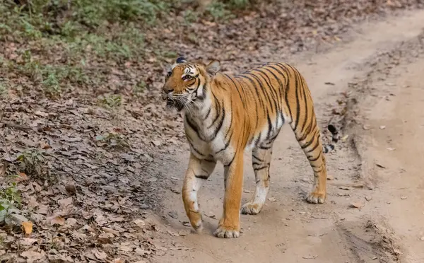 Tehlikeli bengal kaplanı vahşi doğada 