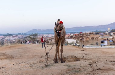 Bikaner, Rajasthan, Hindistan - 15 Ocak 2023: Siluet konsepti, gökyüzünün altındaki tepelerin tepesinde duran develer. Kimliği belirlenemeyen kişi.