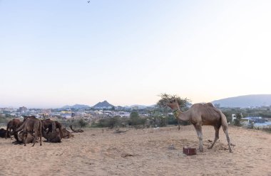 Bikaner, Rajasthan, Hindistan - 15 Ocak 2023: Siluet konsepti, gökyüzünün altındaki tepelerin tepesinde duran develer. Kimliği belirlenemeyen kişi.