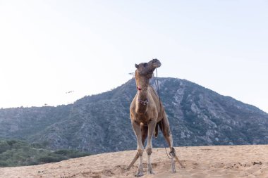 Pushkar Fuarı, deve festivali sırasında kum tepelerinin çöl zemininde deve süslemesi