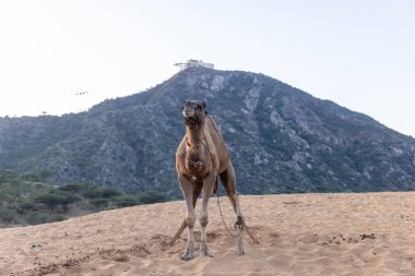 Pushkar Fuarı, deve festivali sırasında kum tepelerinin çöl zemininde deve süslemesi
