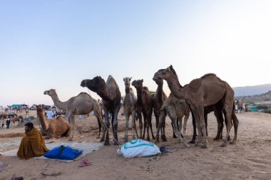 Bikaner, Rajasthan, Hindistan - 15 Ocak 2023: Siluet konsepti, gökyüzünün altındaki tepelerin tepesinde duran develer. Kimliği belirlenemeyen kişi.