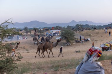 Bikaner, Rajasthan, Hindistan - 15 Ocak 2023: Siluet konsepti, gökyüzünün altındaki tepelerin tepesinde duran develer. Kimliği belirlenemeyen kişi.