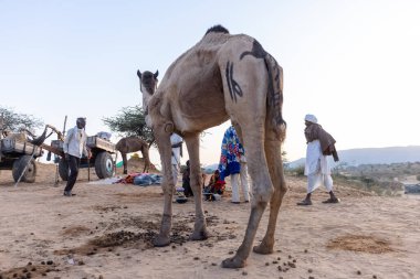 Bikaner, Rajasthan, Hindistan - 15 Ocak 2023: Siluet konsepti, gökyüzünün altındaki tepelerin tepesinde duran develer. Kimliği belirlenemeyen kişi.