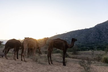 Puşkar, Rajasthan, Hindistan - Kasım 09 2024: İtme deve fuarı sırasında develeri takas etmek için çöl panayırında.