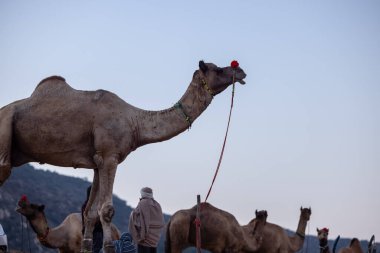 Puşkar, Rajasthan, Hindistan - Kasım 09 2024: Geleneksel giysili rajasthani erkek portresi çöl panayırında deve fuarı sırasında deve ticareti sırasında sarıklı.
