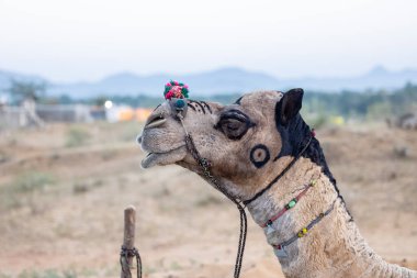 Pushkar Fuarı, deve festivali sırasında kum tepelerinin çöl zemininde deve süslemesi