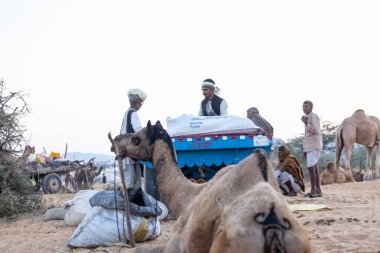 Puşkar, Rajasthan, Hindistan - Kasım 09 2024: Geleneksel giysili rajasthani erkek portresi çöl panayırında deve fuarı sırasında deve ticareti sırasında sarıklı.