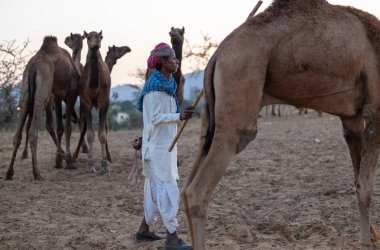 Puşkar, Rajasthan, Hindistan - Kasım 09 2024: Geleneksel giysili rajasthani erkek portresi çöl panayırında deve fuarı sırasında deve ticareti sırasında sarıklı.