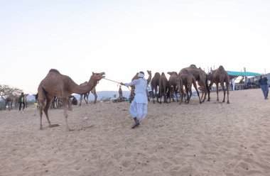 Puşkar, Rajasthan, Hindistan - Kasım 09 2024: Geleneksel giysili rajasthani erkek portresi çöl panayırında deve fuarı sırasında deve ticareti sırasında sarıklı.