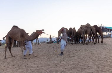 Puşkar, Rajasthan, Hindistan - Kasım 09 2024: Geleneksel giysili rajasthani erkek portresi çöl panayırında deve fuarı sırasında deve ticareti sırasında sarıklı.