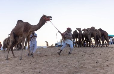 Puşkar, Rajasthan, Hindistan - Kasım 09 2024: Geleneksel giysili rajasthani erkek portresi çöl panayırında deve fuarı sırasında deve ticareti sırasında sarıklı.