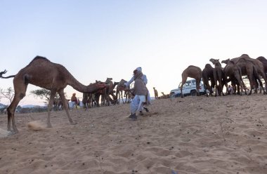 Puşkar, Rajasthan, Hindistan - Kasım 09 2024: Geleneksel giysili rajasthani erkek portresi çöl panayırında deve fuarı sırasında deve ticareti sırasında sarıklı.
