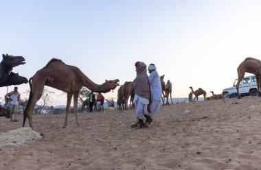 Puşkar, Rajasthan, Hindistan - Kasım 09 2024: Geleneksel giysili rajasthani erkek portresi çöl panayırında deve fuarı sırasında deve ticareti sırasında sarıklı.