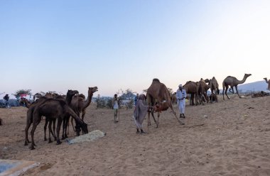 Puşkar, Rajasthan, Hindistan - Kasım 09 2024: Geleneksel giysili rajasthani erkek portresi çöl panayırında deve fuarı sırasında deve ticareti sırasında sarıklı.