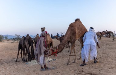 Puşkar, Rajasthan, Hindistan - Kasım 09 2024: Geleneksel giysili rajasthani erkek portresi çöl panayırında deve fuarı sırasında deve ticareti sırasında sarıklı.