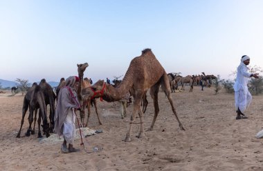 Puşkar, Rajasthan, Hindistan - Kasım 09 2024: Geleneksel giysili rajasthani erkek portresi çöl panayırında deve fuarı sırasında deve ticareti sırasında sarıklı.