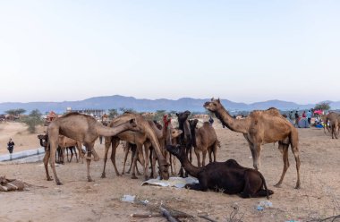 Puşkar, Rajasthan, Hindistan - Kasım 09 2024: İtme deve fuarı sırasında develeri takas etmek için çöl panayırında. 