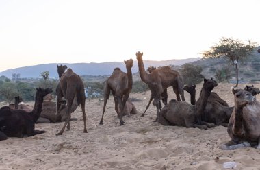 Puşkar, Rajasthan, Hindistan - Kasım 09 2024: İtme deve fuarı sırasında develeri takas etmek için çöl panayırında. 