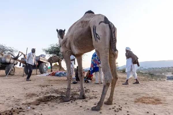 Bikaner, Rajasthan, Hindistan - 15 Ocak 2023: Siluet konsepti, gökyüzünün altındaki tepelerin tepesinde duran develer. Kimliği belirlenemeyen kişi.