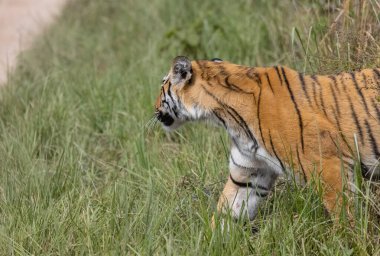 Ormanda çimlerde yürüyen kaplan